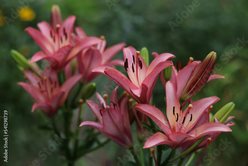 Fototapeta Naklejka Na Ścianę i Meble -  Bouquet of large Asiatic Lilies. Lilium belonging to the Liliaceae. Blooming pink tender Lily flower. Pink Purple Stargazer Lily flowers background. Closeup of stargazer lilies and green foliage. 