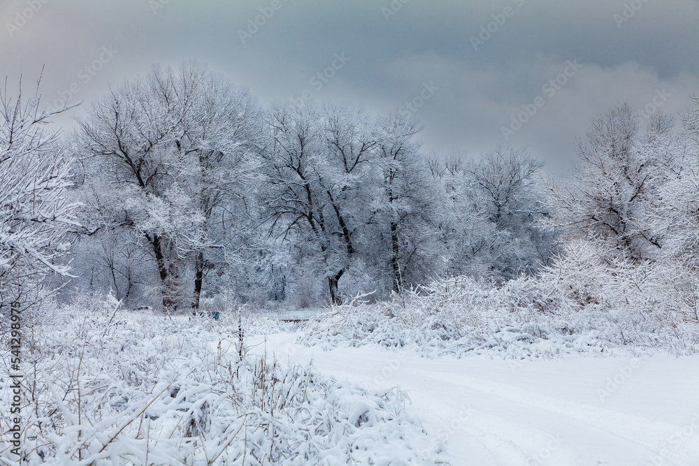 Picturesque snow trees in a winter atmosphere after the recent heavy snowfall.