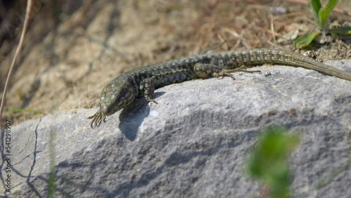 Closeup shot of a striped lizard crawling around on a rocky surface