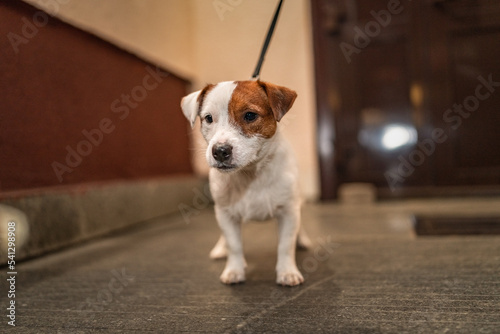 Young beautiful purebred jack russell terrier on a walk in the city at night in neon light.