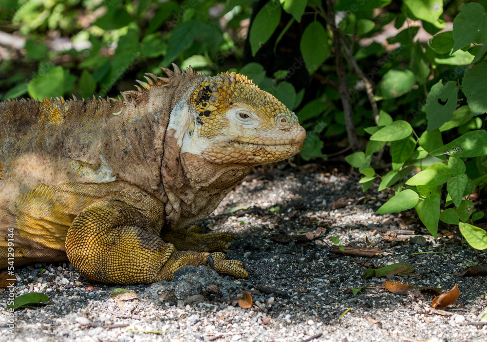 Naklejka premium land iguana at Urbina Bay, Galapagos
