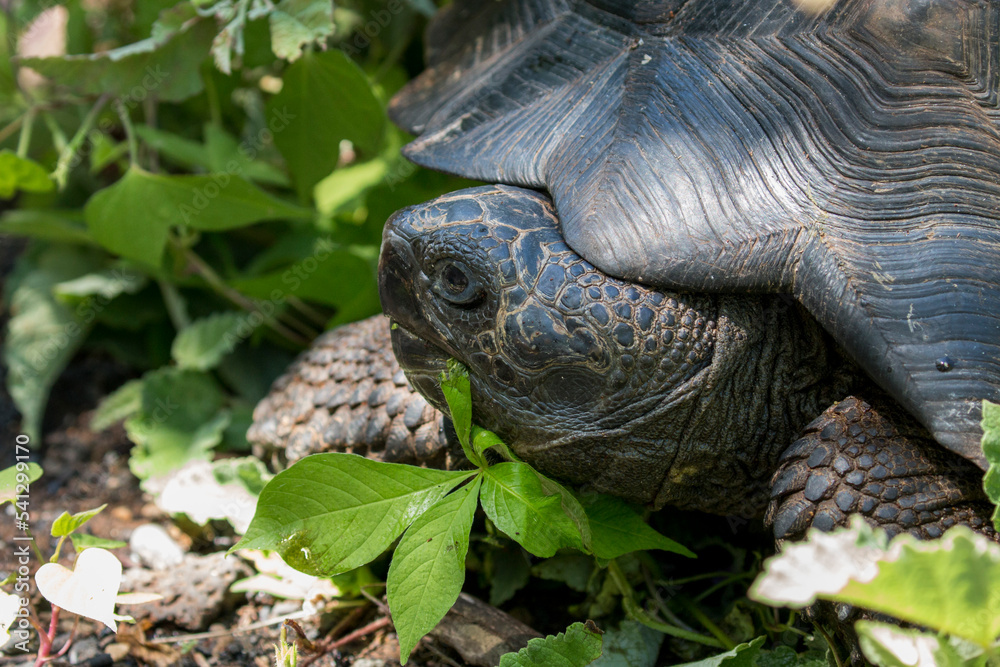 tortoise pull its head back into the carapace tortoise pull its head back into the carapace