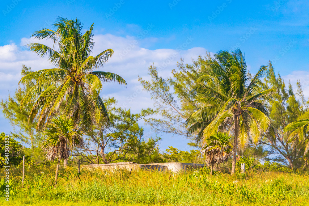 Caribbean beach fir palm trees in jungle forest nature Mexico. Caribbean beach fir palm trees in jungle forest nature Mexico.