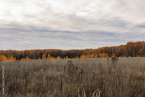 autumn panorama of a field with frosts with a forest on the horizon.