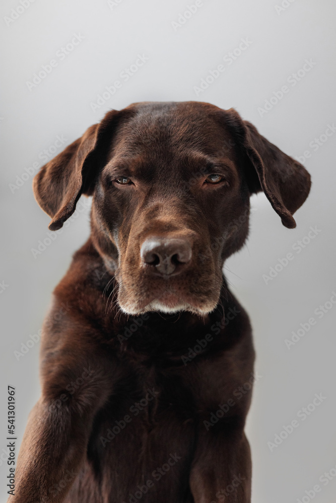 chocolate Labrador retriever dog looks down from above. funny cute dog posing. A pet plays and rests at home. dog food and clothing. thoroughbred and intelligent dog, pet training