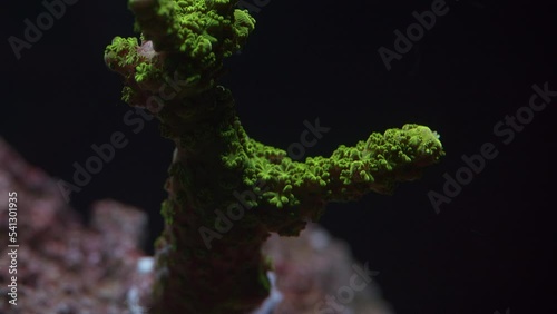 Beautiful Macro Shot of a Bali Green Slimer Small Polpy Stony Coral, Reef Tank photo