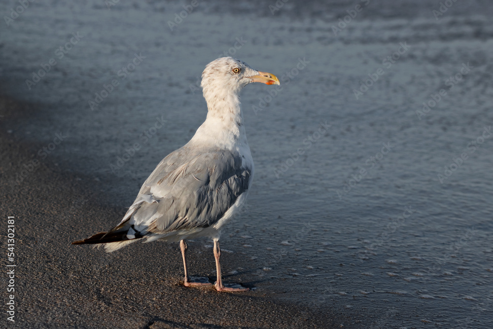 Obraz premium Jersey Gull 02