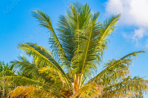Caribbean beach fir palm trees in jungle forest nature Mexico.