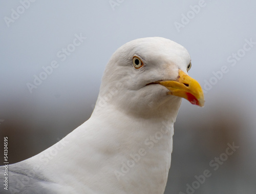 A portrait of A Herring Gull © Roger Utting