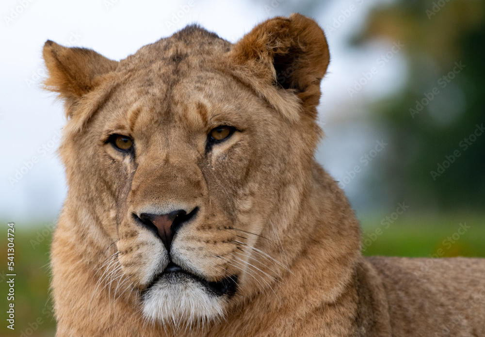 Fototapeta premium A portrait of An African Lion