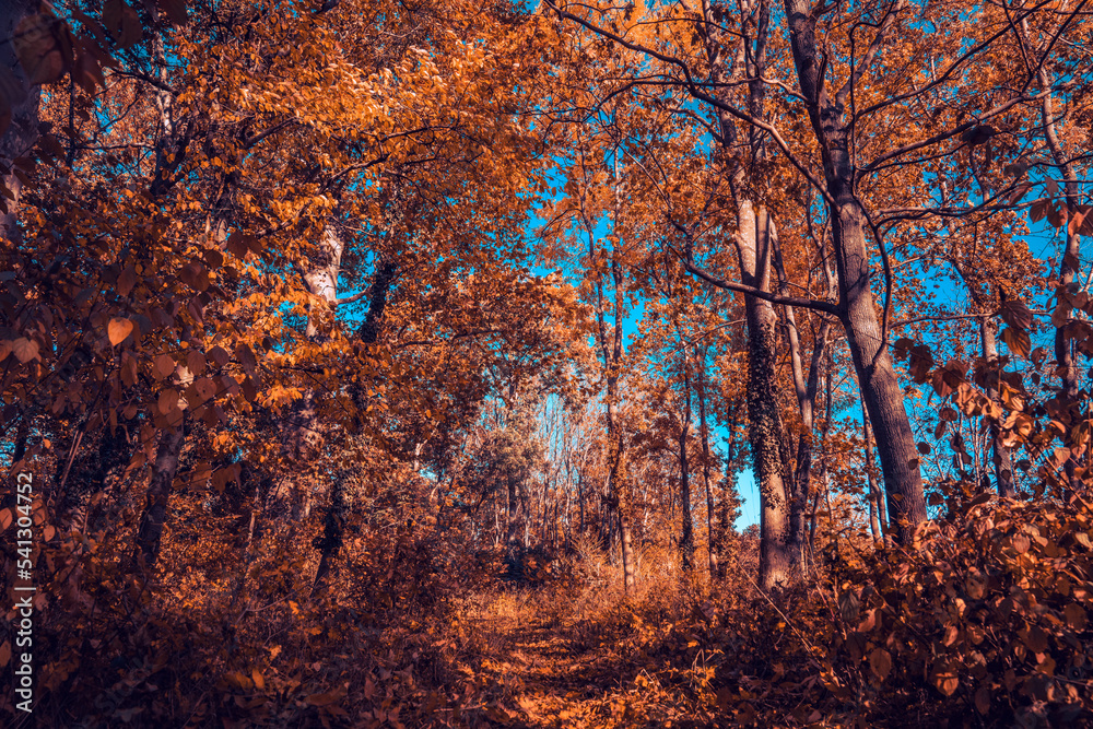 Beautiful landscape in autumn forest with blue sky in background