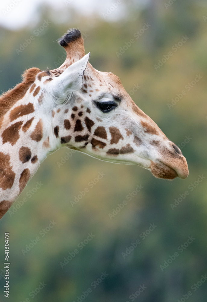 A portrait of A Rothschild Giraffe A portrait of A Rothschild Giraffe