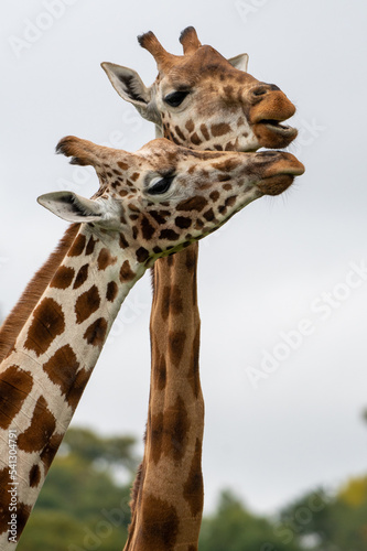 Photography A portrait of A pair of Rothschild Giraffes