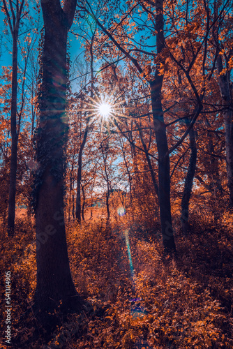 Beautiful landscape of forest in autumn with lens flare
