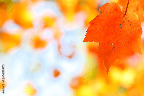 Closeup of Beautiful New England Fall Foliage at sunrise , Boston Massachusetts.