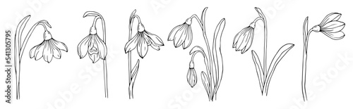 Set of botanical linear sketches of snowdrop flowers and buds.Vector graphics.