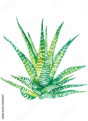 green haworthia plant, watercolor illustration, hand drawn, botanical painting on isolated 