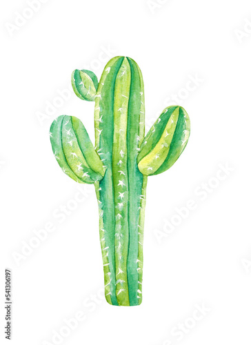 Watercolor cacti and succulent plants isolated on background. Floral illustration for your projects, greeting cards and invitations.
