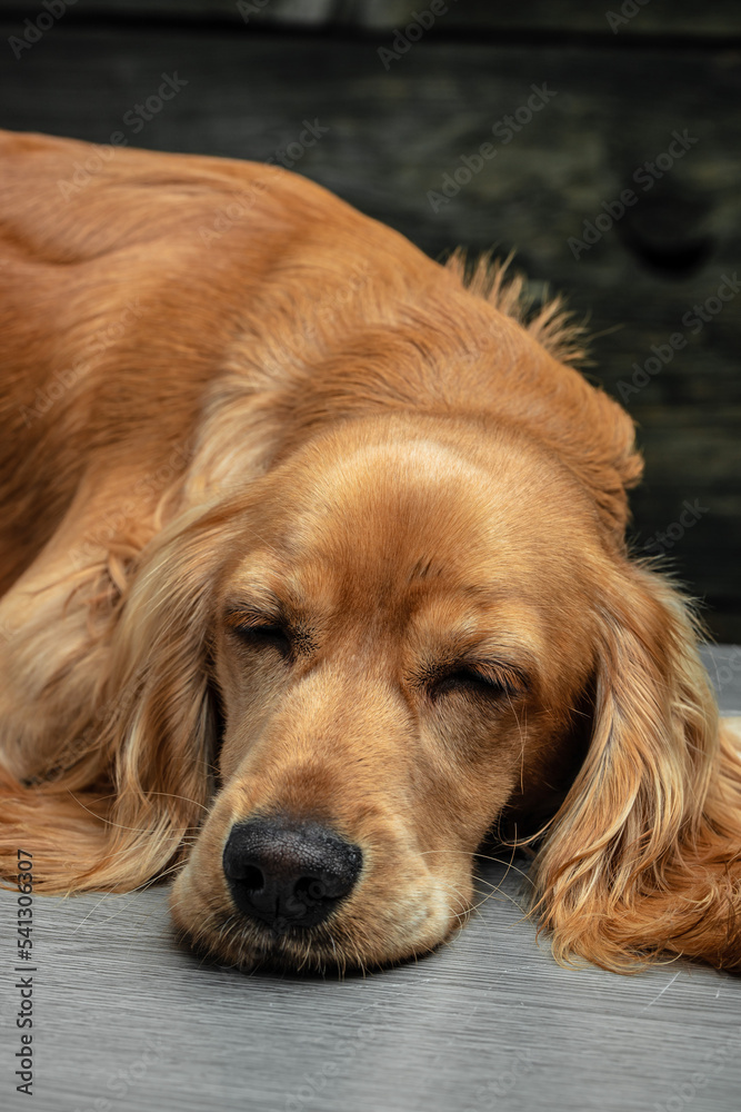 spaniel dog on a dark background, vertical image. place for text spaniel dog on a dark background, vertical image. place for text