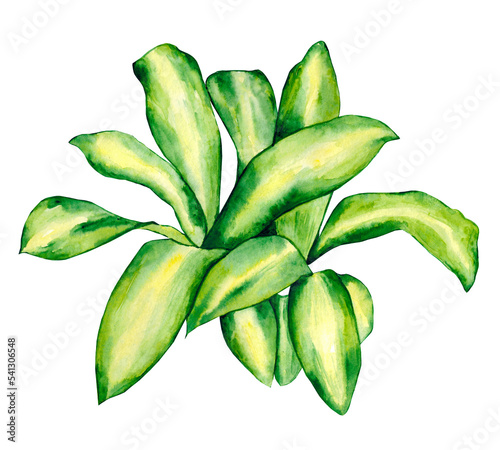 Watercolor urban jungle: tropical interior plant. Greenery object isolated on white background. Exotic green-white variegated leaves and stems. Striped tropical plant