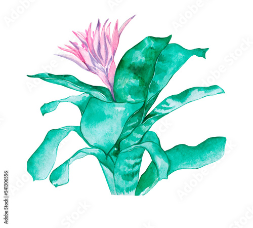 Watercolor Sansevieria trifasciata isolated. Snake plant or mother’s in law tongue. Sansevieria trifasciata Prain with pink flower.