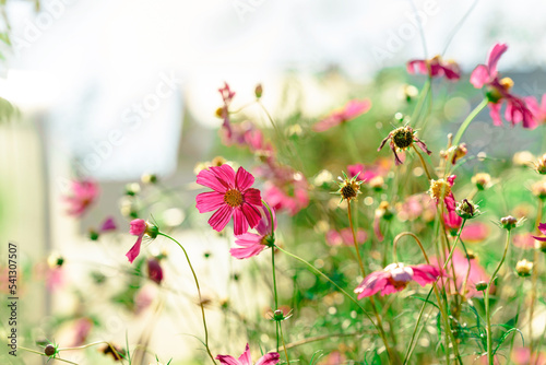Beautiful natural floral background in the garden. Different flowers in the sunlight. Summer natural landscape with copy space.