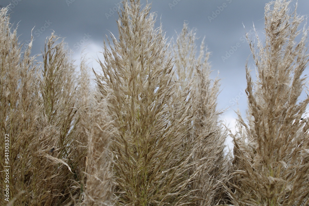 Obraz premium big reed plumes of ornamental grass in the flower garden closeup and a dark sky in the background