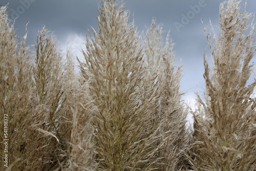 big reed plumes of ornamental grass in the flower garden closeup and a dark sky in the background