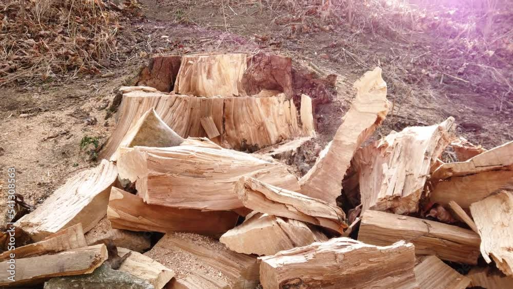 Large cut tree stump chopped on wood in the forest Large cut tree stump chopped on wood in the forest