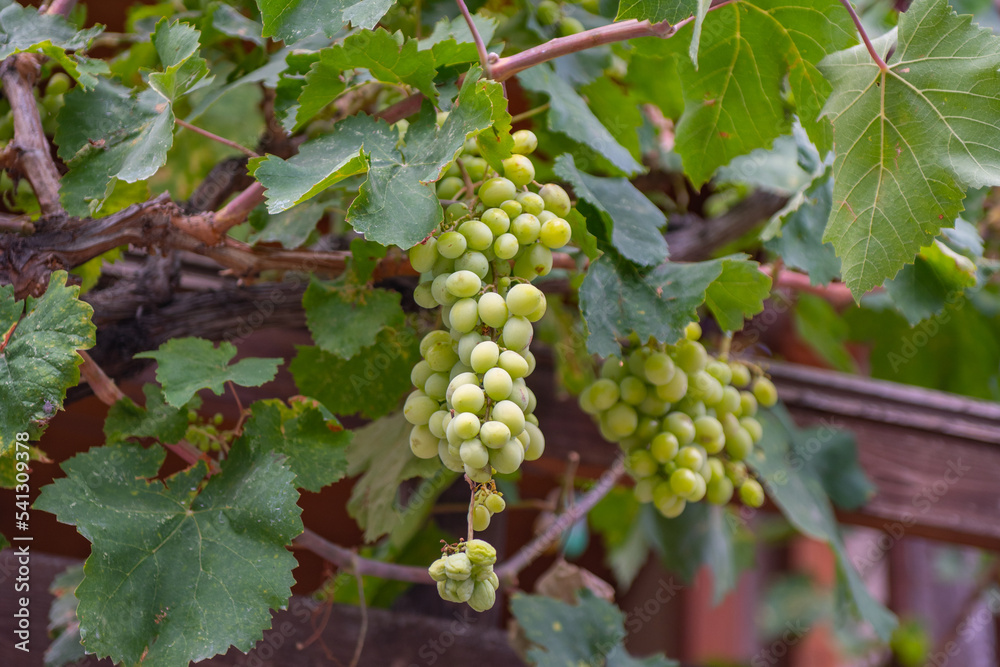 a bunch of green grapes hanging high
