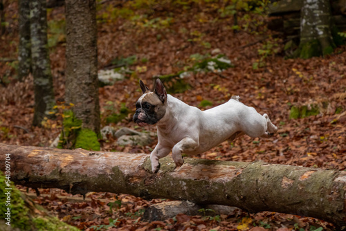 A French bulldog runs through the forest and jumps over a fallen tree