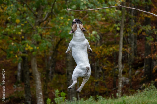 A French bulldog jumps for a wooden stick