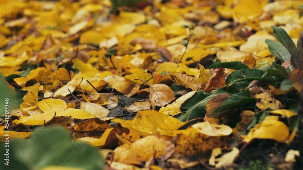 yellowed autumn wet leaves lie on the ground in a deciduous forest. bright orange raw leaves in the forest. yellowed autumn wet leaves lie on the ground in a deciduous forest. bright orange raw leaves in the forest.
