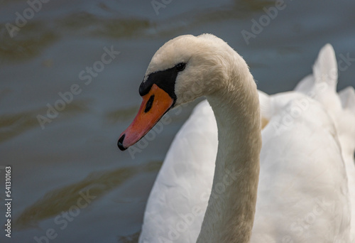 Swan white bird on dirty pond in autumn sunny fresh day