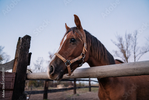 Portret konia na pastwisku