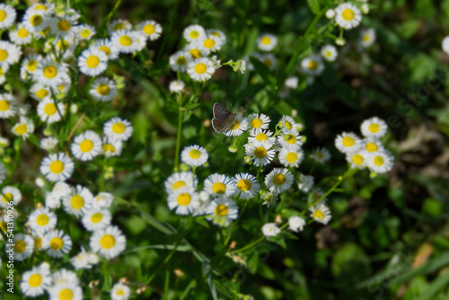 Male Sooty Copper (Lycaena tityrus) butterfly sitting on a white flower in Zurich, Switzerland