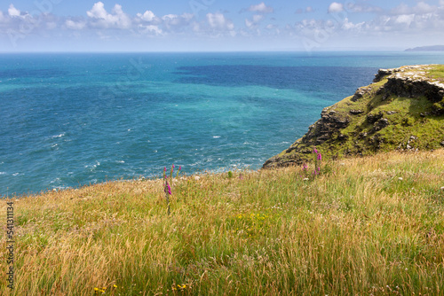 Field flowers in front of the sea in Tintagel, Cornwall, UK