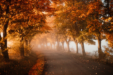 Autumn forest road leaves fall in ground landscape on autumnal background. Colorful foliage in the park. Falling leaves. Autumn trees in the fog