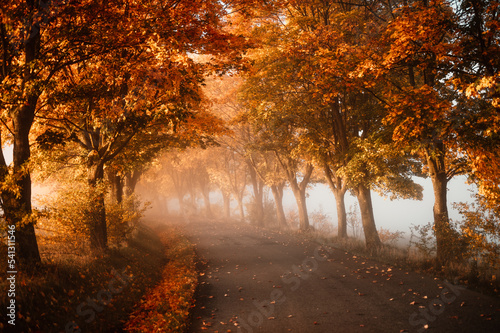 Autumn forest road leaves fall in ground landscape on autumnal background. Colorful foliage in the park. Falling leaves. Autumn trees in the fog © alexanderuhrin