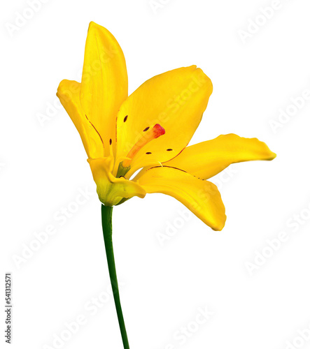 Yellow lily flower on a white photo
