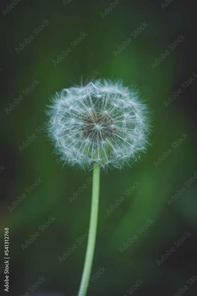 Fototapeta premium Dandelion on green background