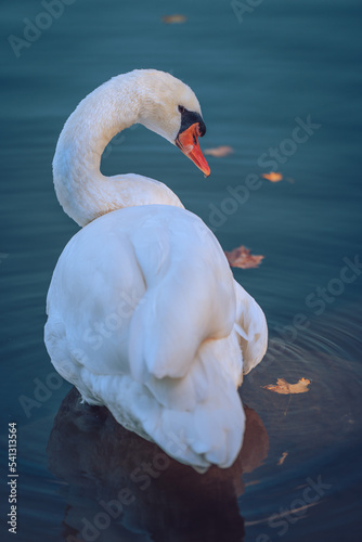 Fototapeta Naklejka Na Ścianę i Meble -  Beautiful portrait of swan in the lake