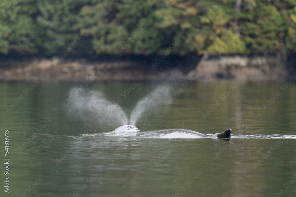 A humpback whale (Megaptera novaeangliae) taking a breath in the the waters off in British Columbia, Canada.