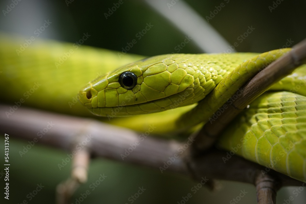 close up of a snake close up of a snake