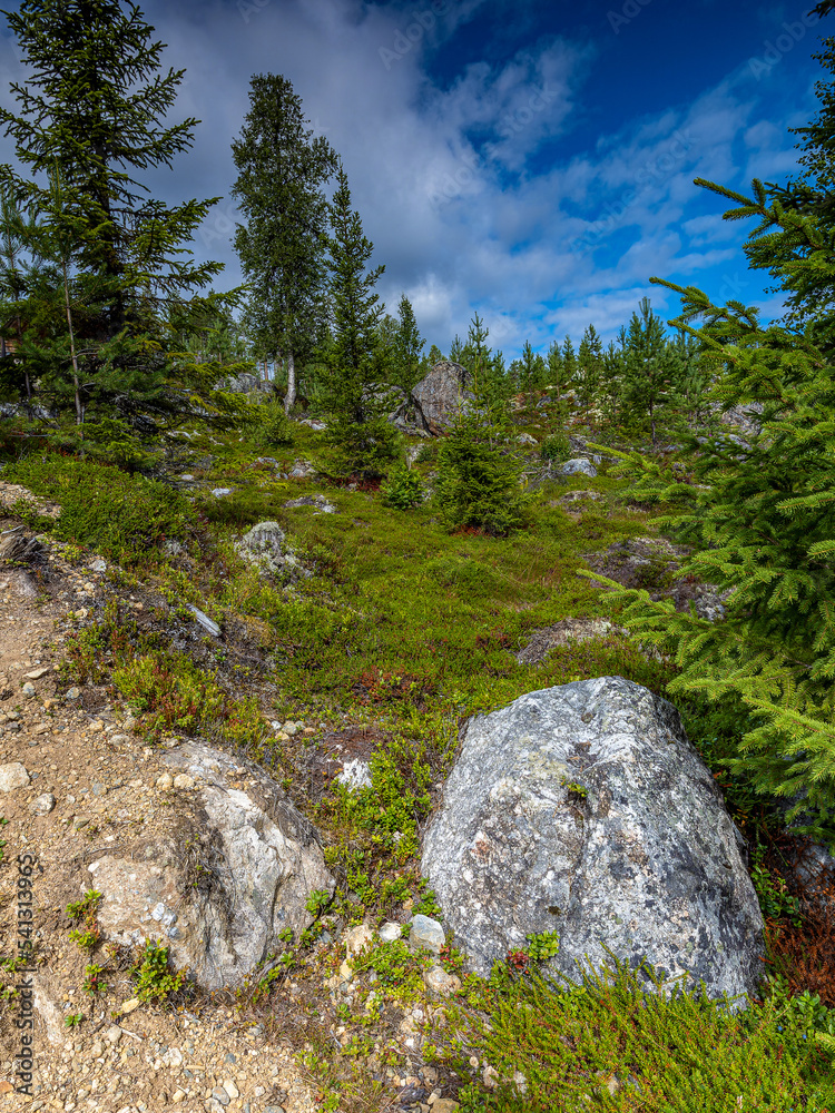 Wandern durch die Norwegischen Wälder Wandern durch die Norwegischen Wälder