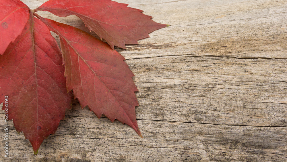 Autumn leaf red color in natural tree bark wood background Autumn leaf red color in natural tree bark wood background