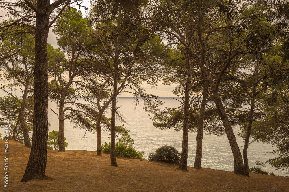 Pine forest next to the Mediterranean Sea