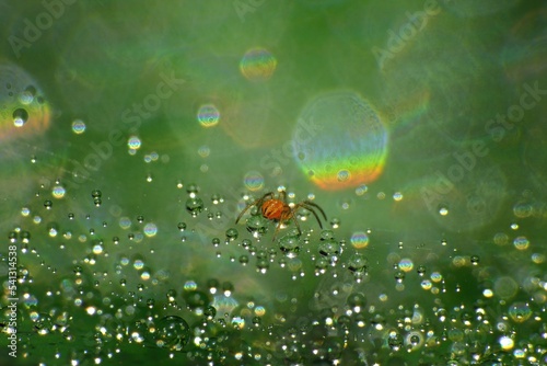 close-up of spider on the web
