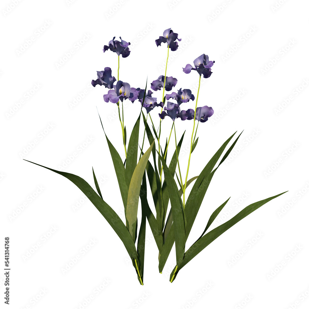 Obraz premium Front view of Plant (Iris tectorum 1) Tree png
