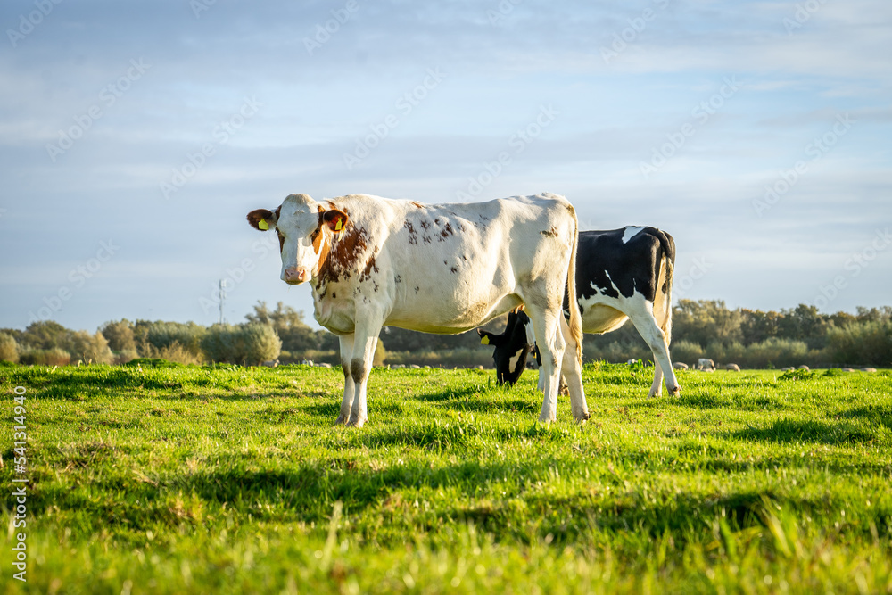 Group of cows in the field, Netherlands Group of cows in the field, Netherlands